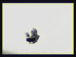 Rapaces - Interlude Debord