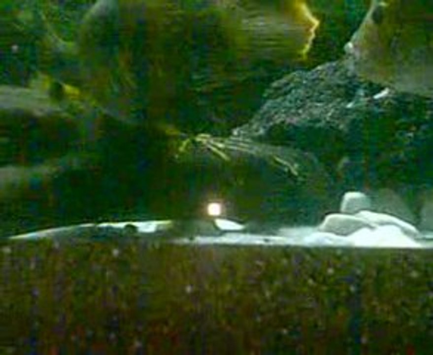 green terror ilk yavrular