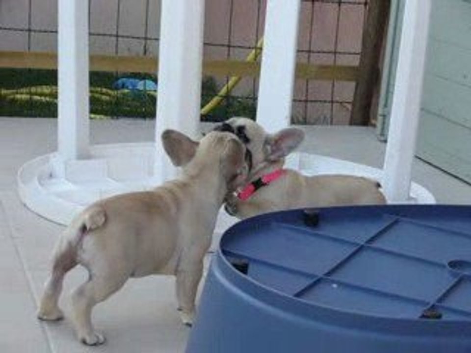 Eye Shadow et Elfée 9 semaines