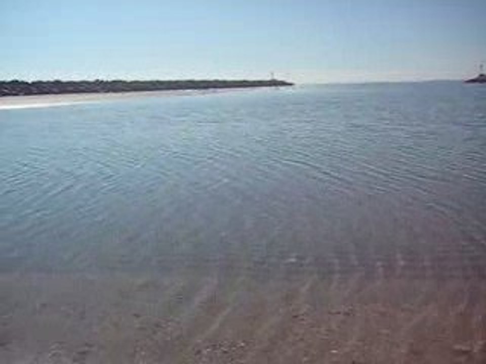 Cris des mouettes et goélands, plage de Sète février 2008