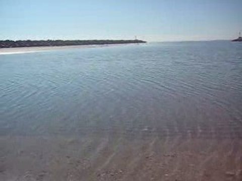 Cris des mouettes et goélands, plage de Sète février 2008