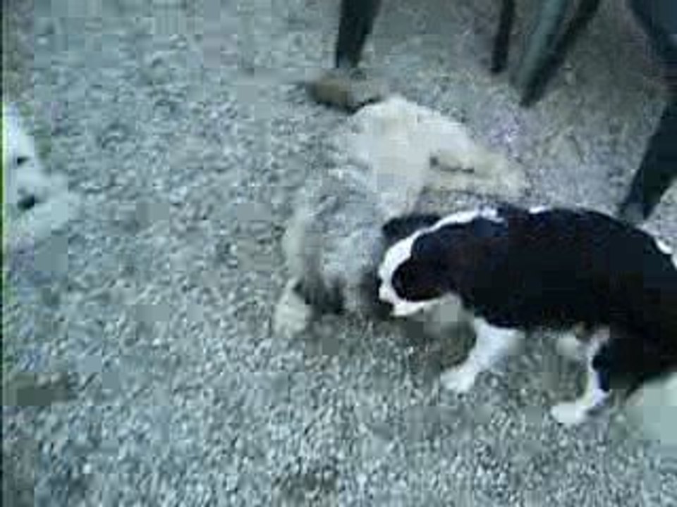 les chiens