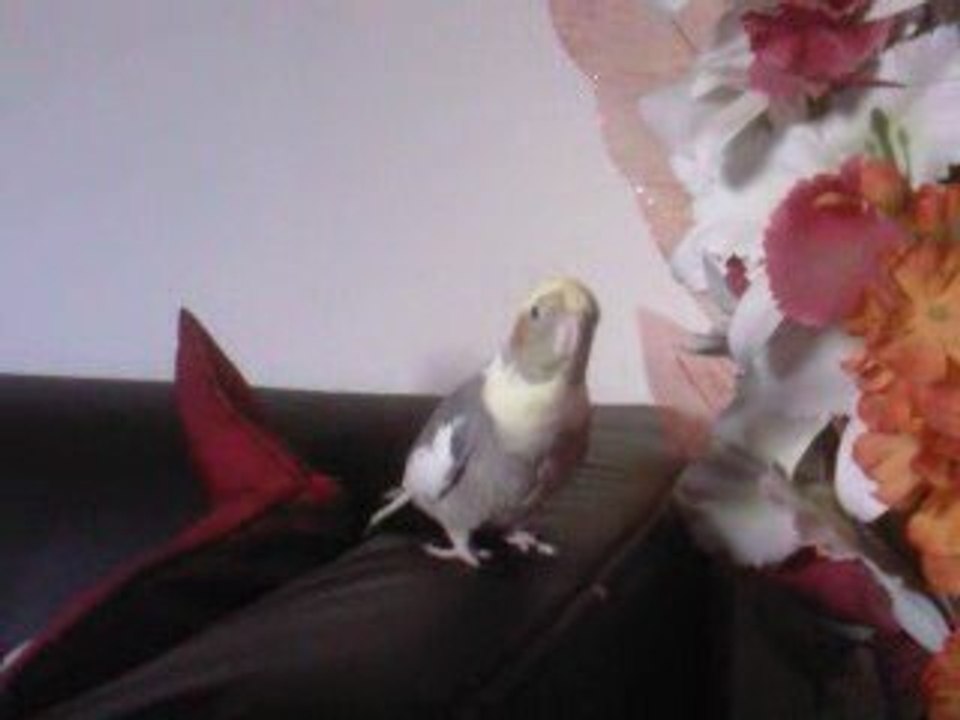 Titi, calo EAM, essaie de chanter la famille Adams