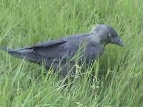 Le Choucas apprivoisé qui n'a peur de personne -Vidéo n°2