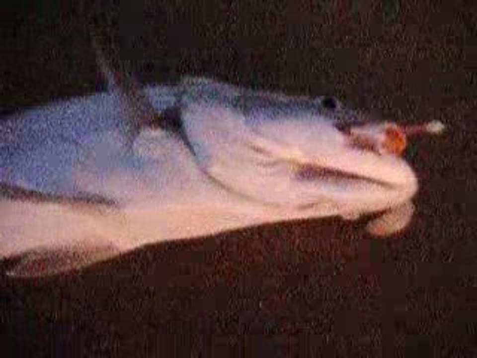 sortie maigrette 29.08.2009 l'embellie 012