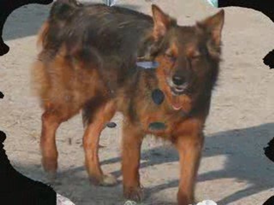 Montage chiens