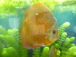 discus