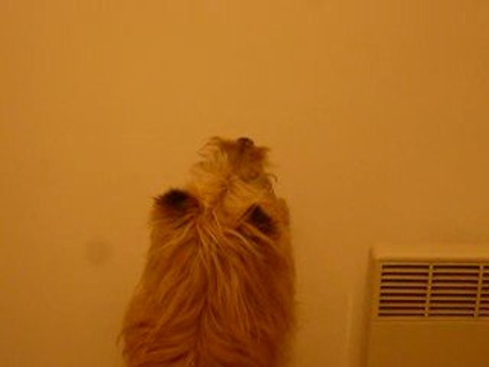 chien et araignée