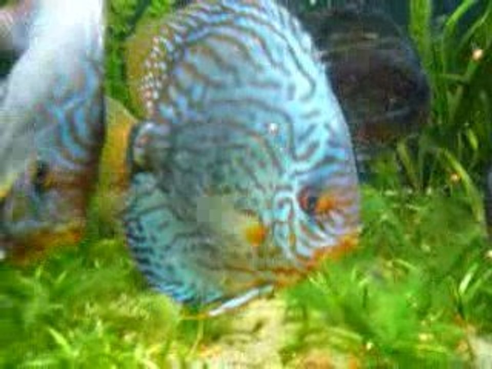 Discus