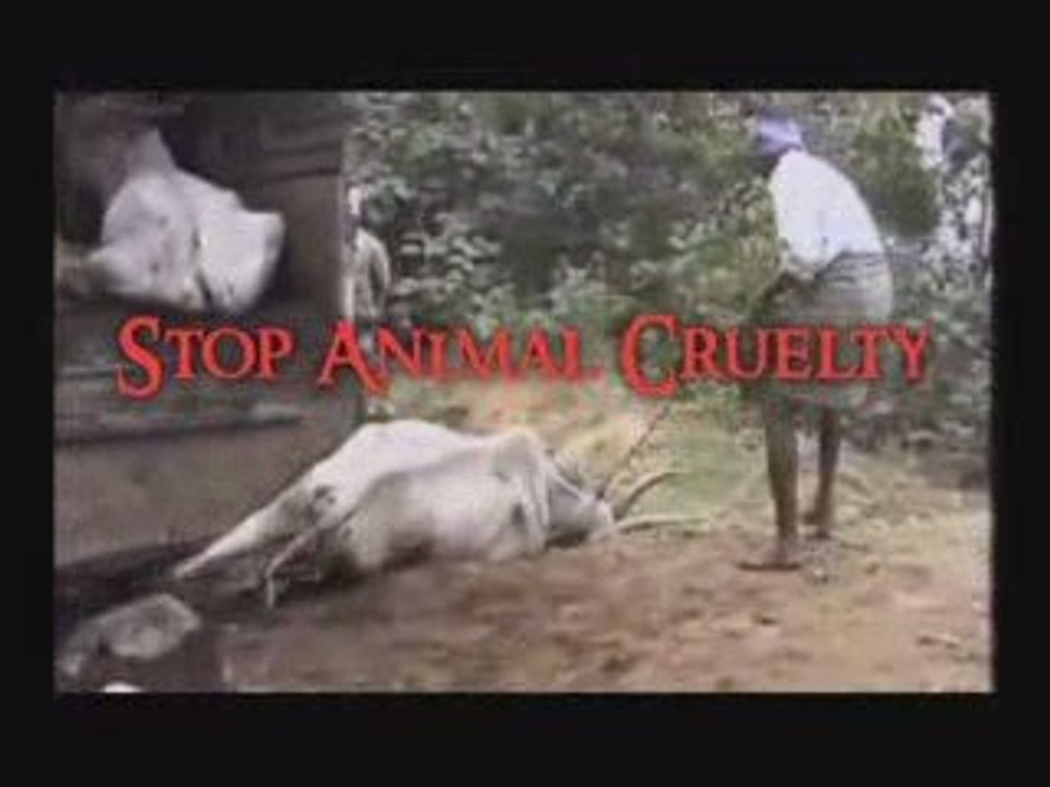 STOP ANIMAL CRUELTY Sacred Cows, Sacrilegious Treatment