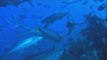 Fiji Scuba Diving Experience the Thrill of Shark Diving