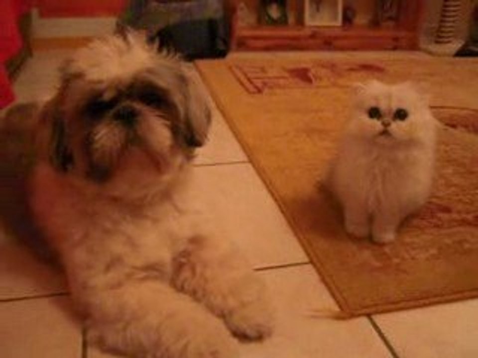 Mes amours à poils longs