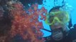 Fiji Scuba Diving Beautiful Coral Gardens