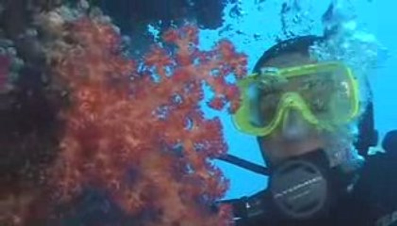 Fiji Scuba Diving Beautiful Coral Gardens
