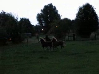 Carmen welsh section A filly foal