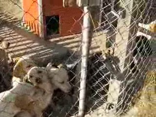 bébés de Chana à  8 semaines