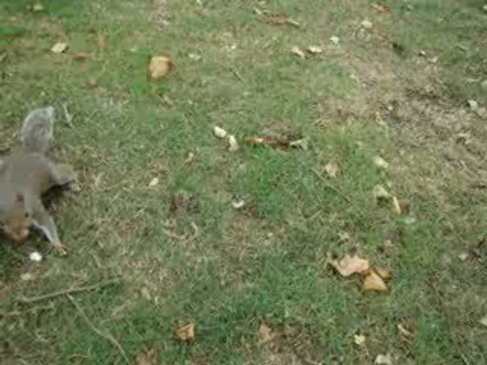 London's squirrels 1