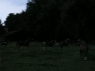 Carmen welsh section A filly foal