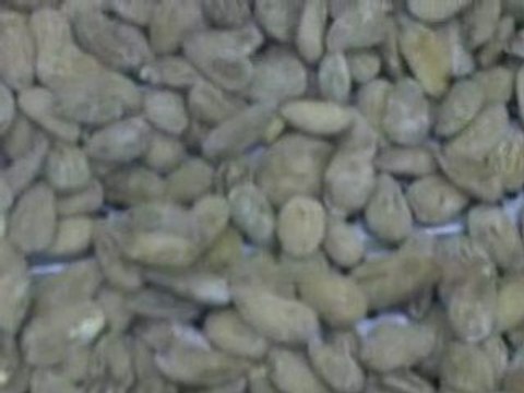 Amandes Longuettes Espagnole Grillées Salées