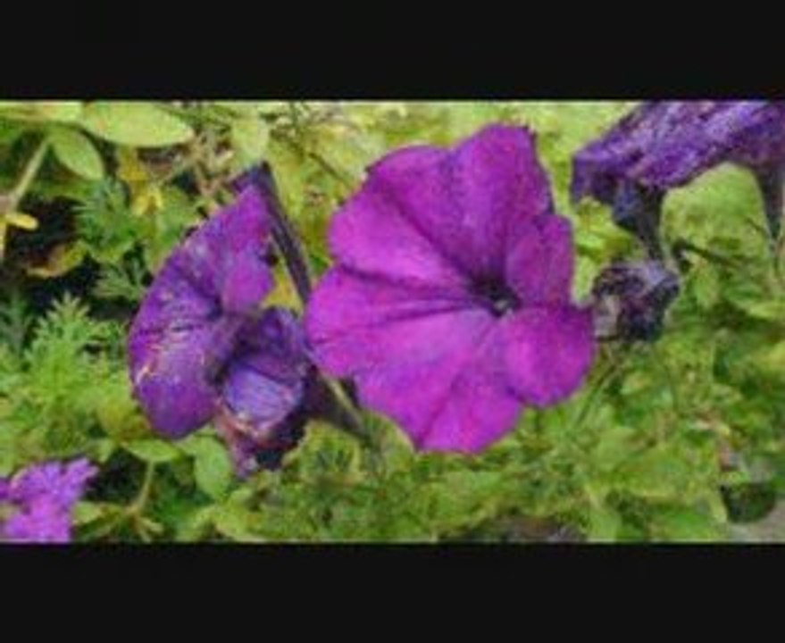 fleurs