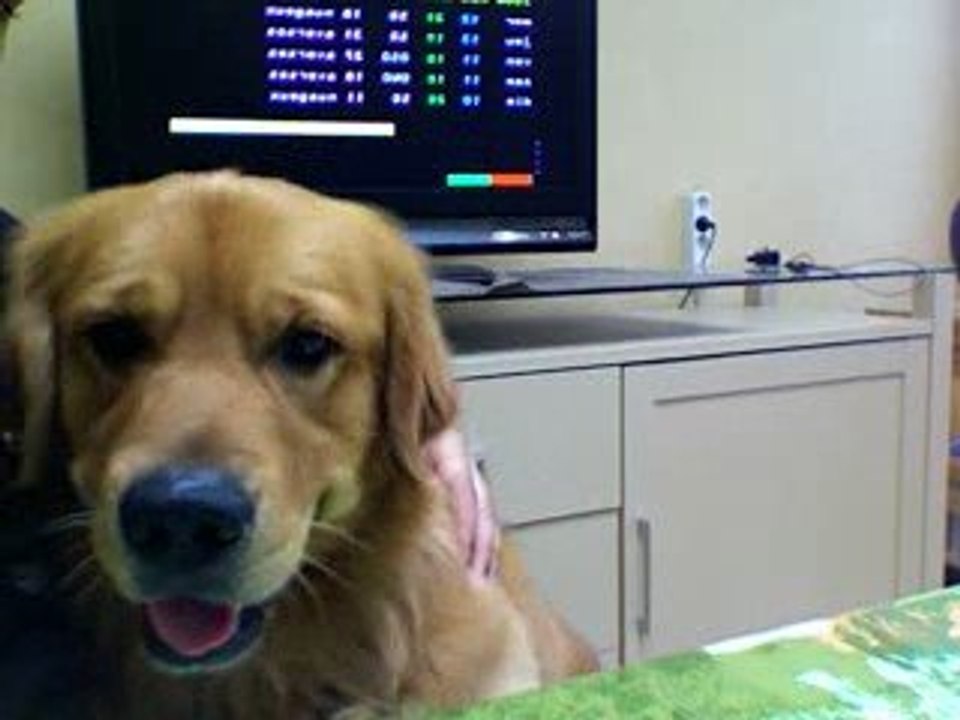 Chien