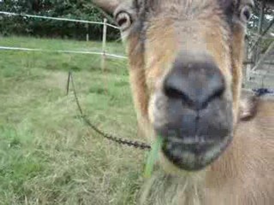 Dakar joue avec Biquette