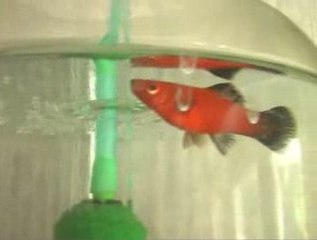 Болезнь меченосца (2)