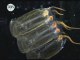 Le CNRS partenaire de Tara Oceans pour l'étude du plancton