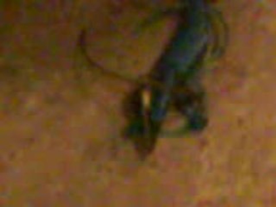 C-O-N-Production : Anti Tokio Hotel "l'anniv de Bill"