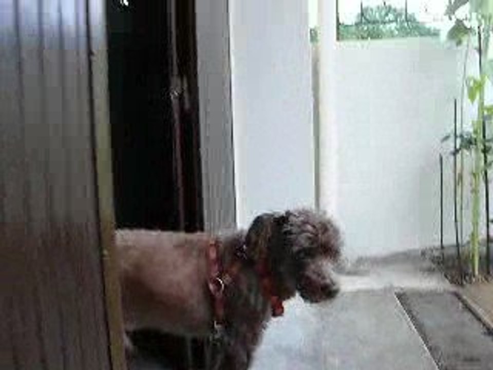 Pas un temps à sortir un chien dehors