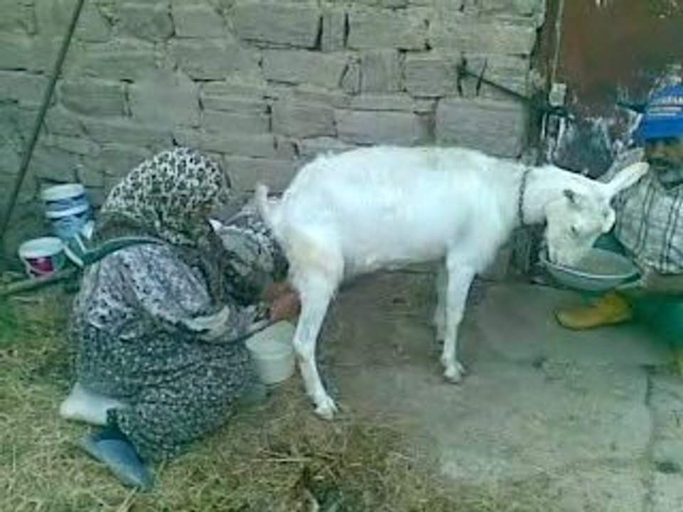 Basköylü hüseyin ates, keci sagarken