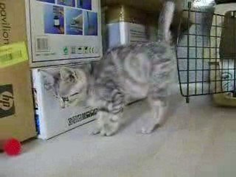 chaton à la maison