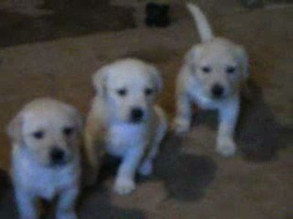 les chiots