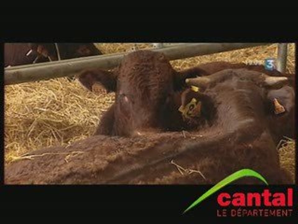 Station d'évaluation de la race salers du Fau (Cantal)