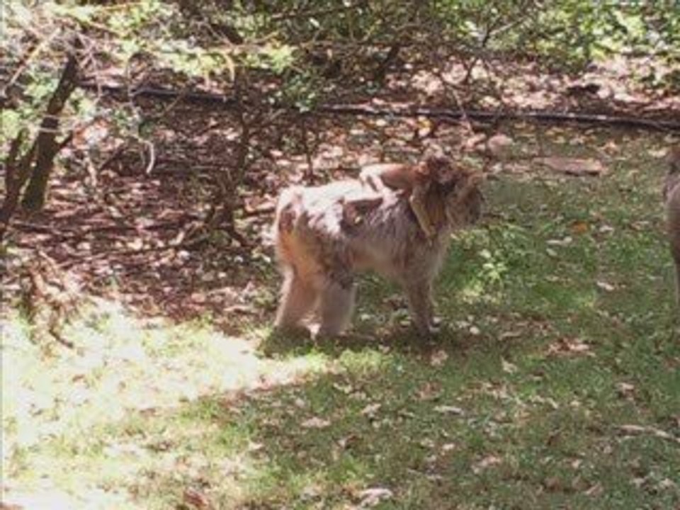 foret des singes avec dline