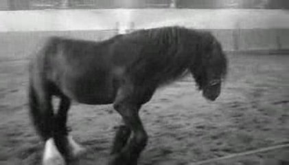 skipy irish cop étalon