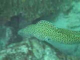 Murène léopard 2