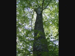 2009-07-29-sri aurobindo-part1