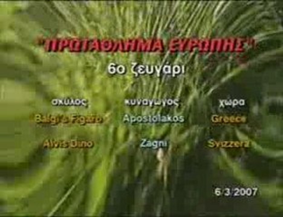 English Setter BALGİS FİGARO