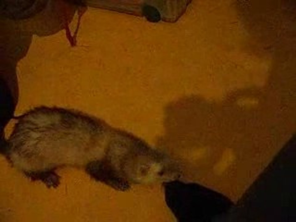 furet a mesure