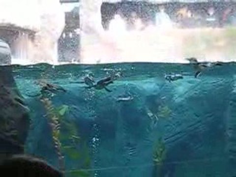 Repas des manchots à l'Antartica Center