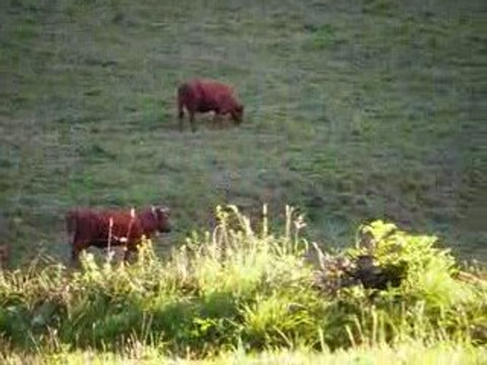 Milkil - de Salers au col St-Georges - clarines