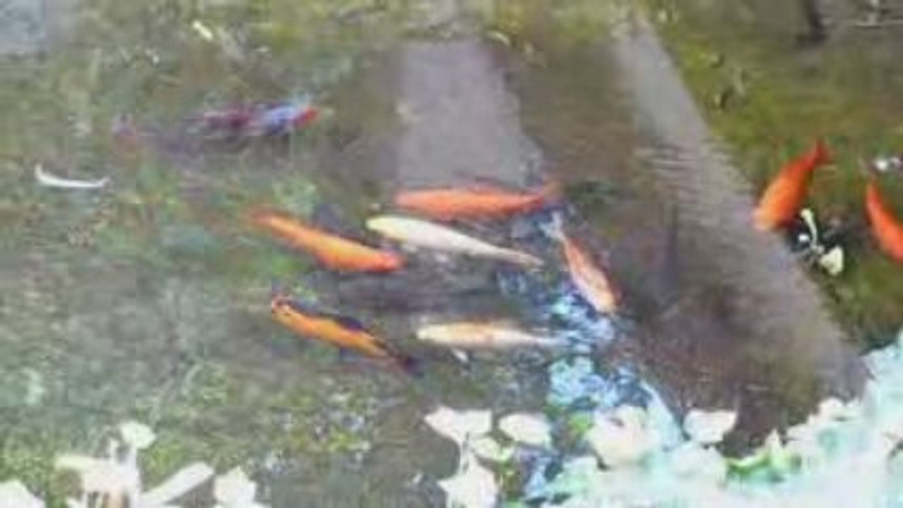 How to make Jamaican Beer Chicken