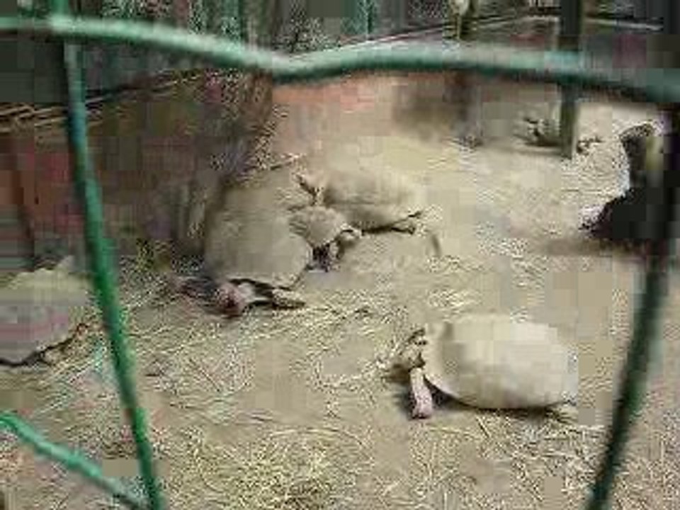 tortue en mouvement