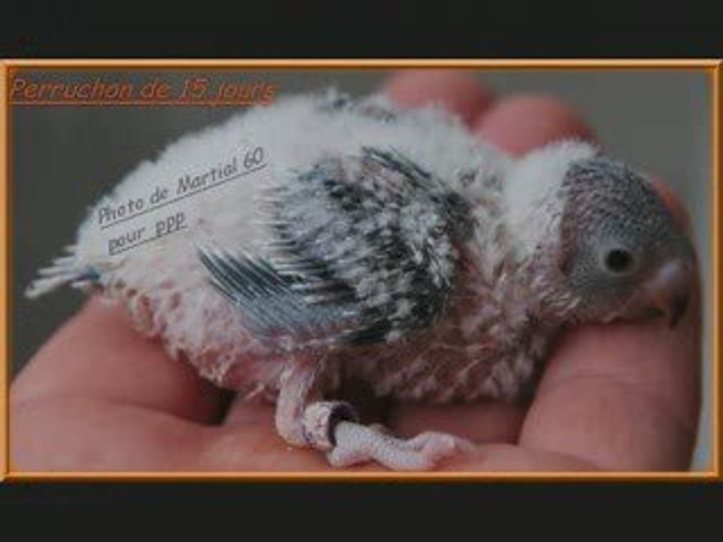 Perruchons Ondulees L Evolution Video Dailymotion