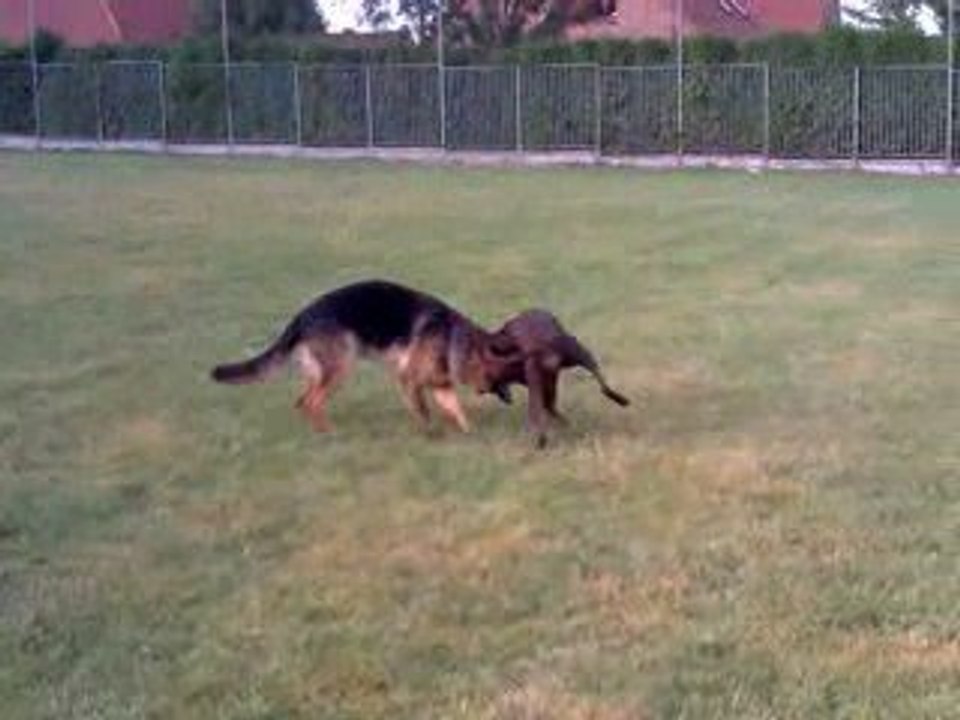 Duke et Bibi