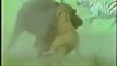 Buffalo Saves Calf From Lion Attack