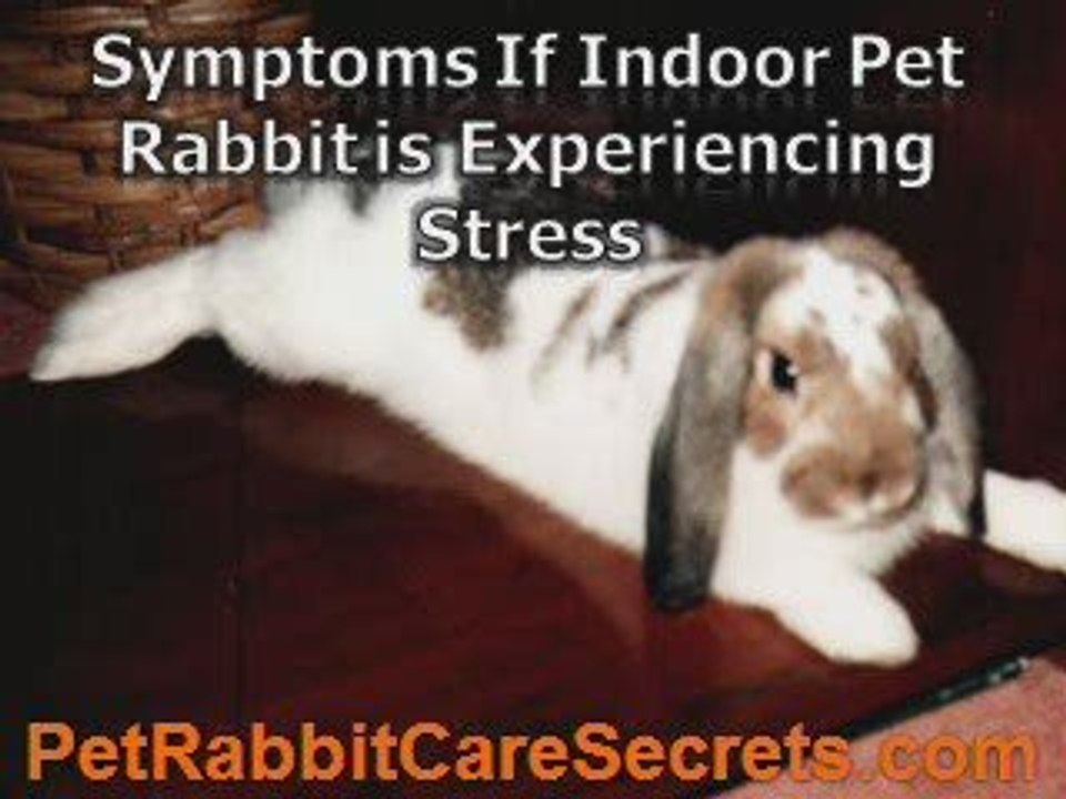 Detailed Factors About Keeping an Indoor Pet Rabbit