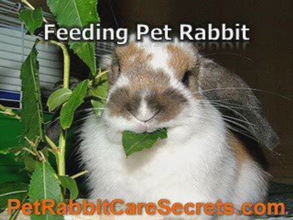 8 Informative Guidelines of Pet Rabbit Care