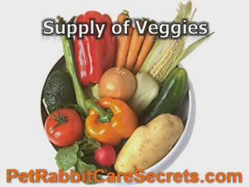 10 Best Pet Rabbit Supplies You Must Purchase